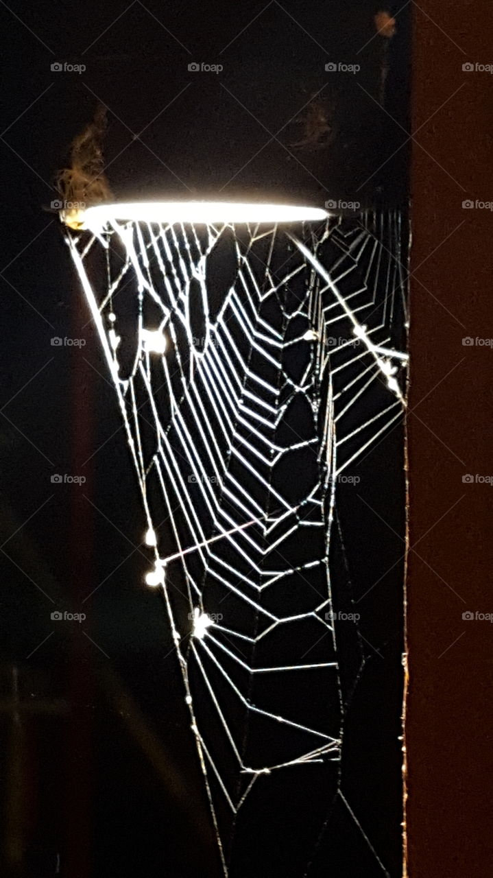 spiderweb