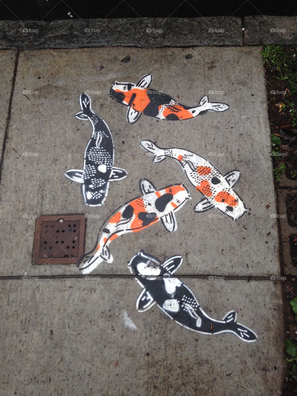 Coy Fish Stencil Drawing. A bright stenciled coy fish drawing on a sidewalk in the Mission District in San Francisco, CA.