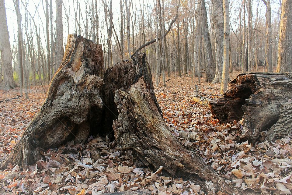 Fallen tree in the forest