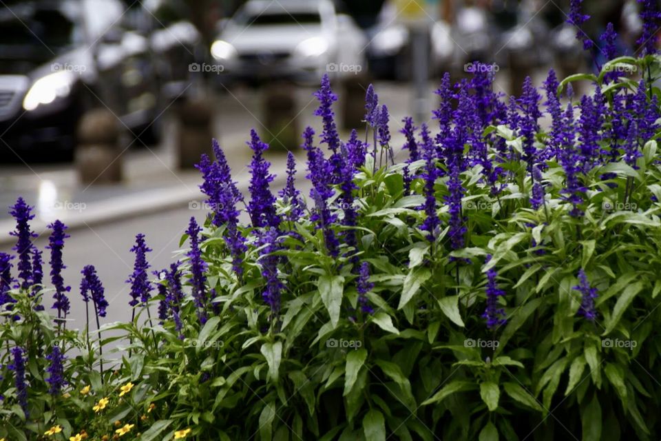 Garden flowers