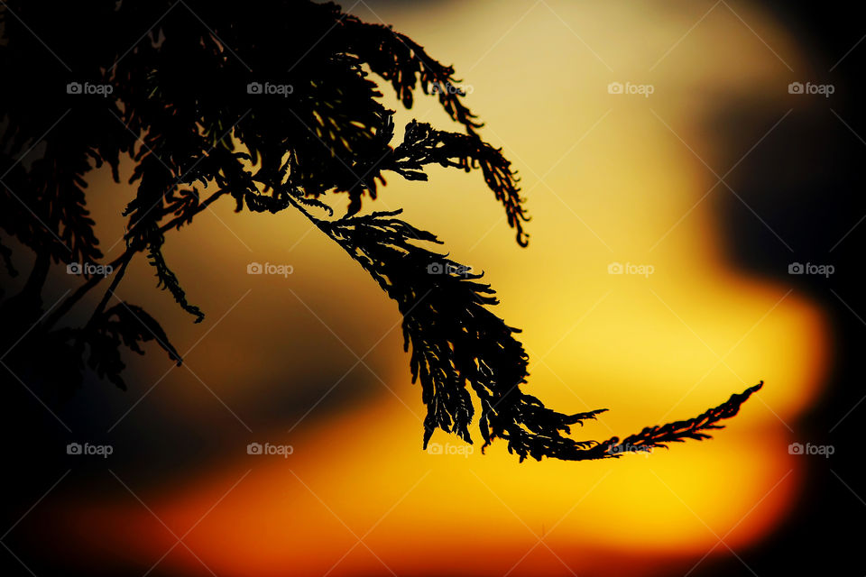 Silhouette of tree during sunset