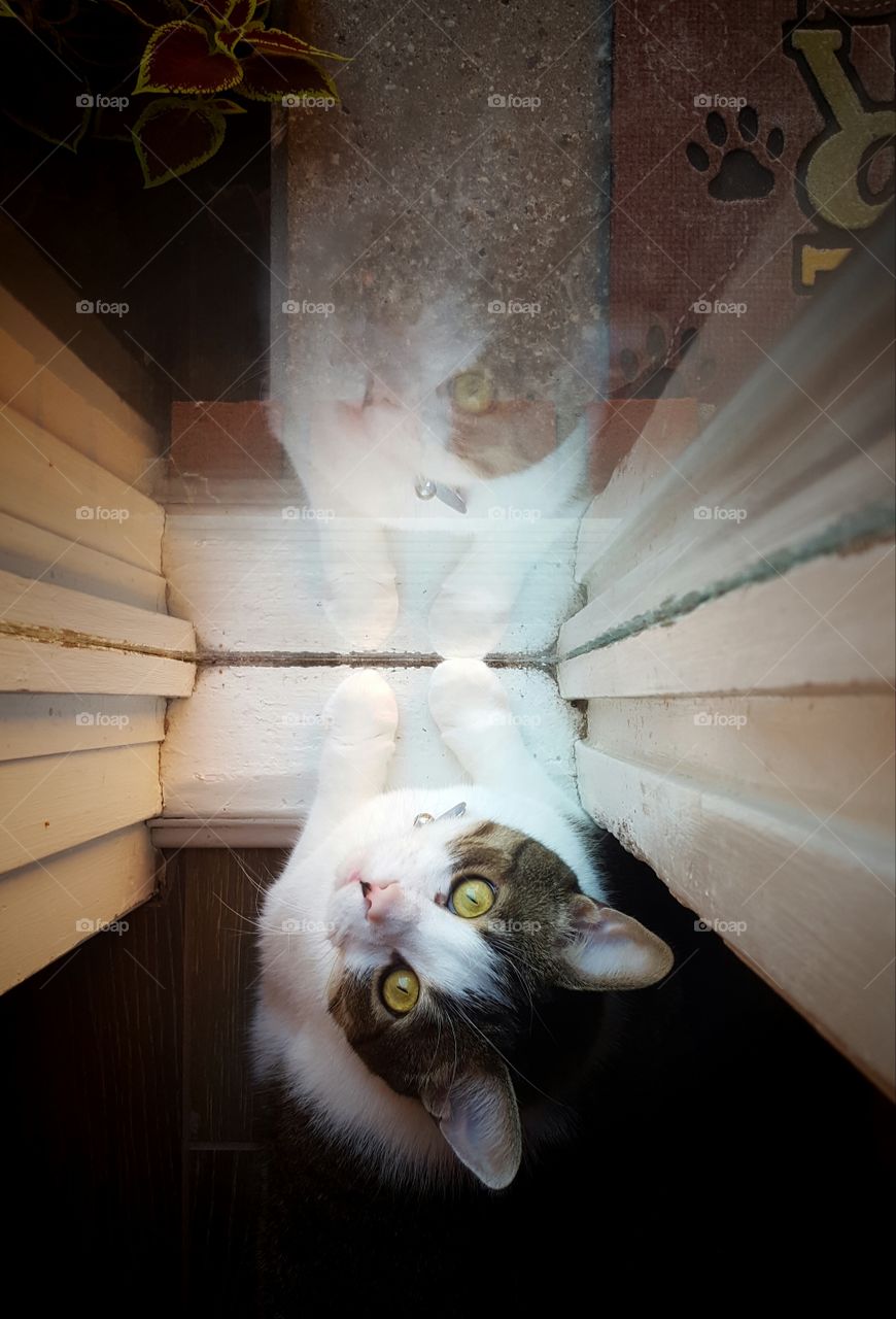 Waiting for my human