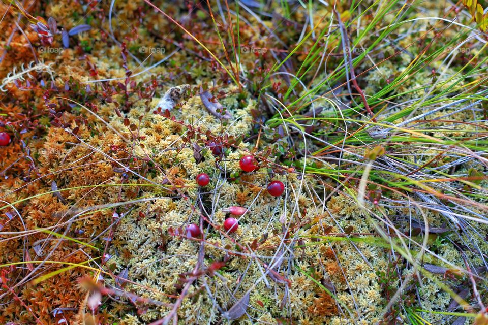 ripe lingonberries growing in a swamp in moss