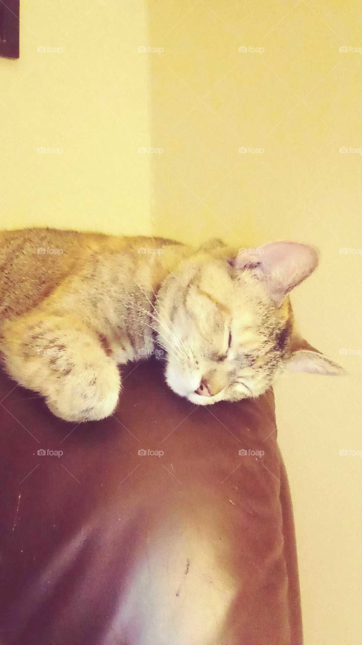 Adorable sleeping tabby kitty.