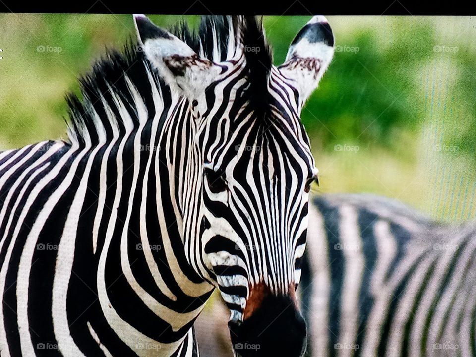 one zebra