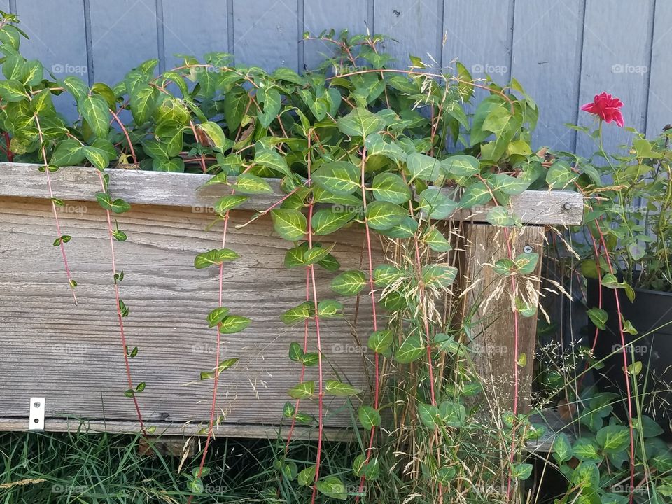 Vines in a planter box