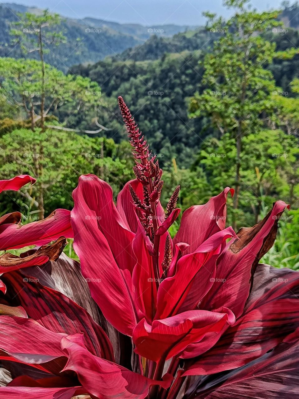 Red flowers vs green forest
