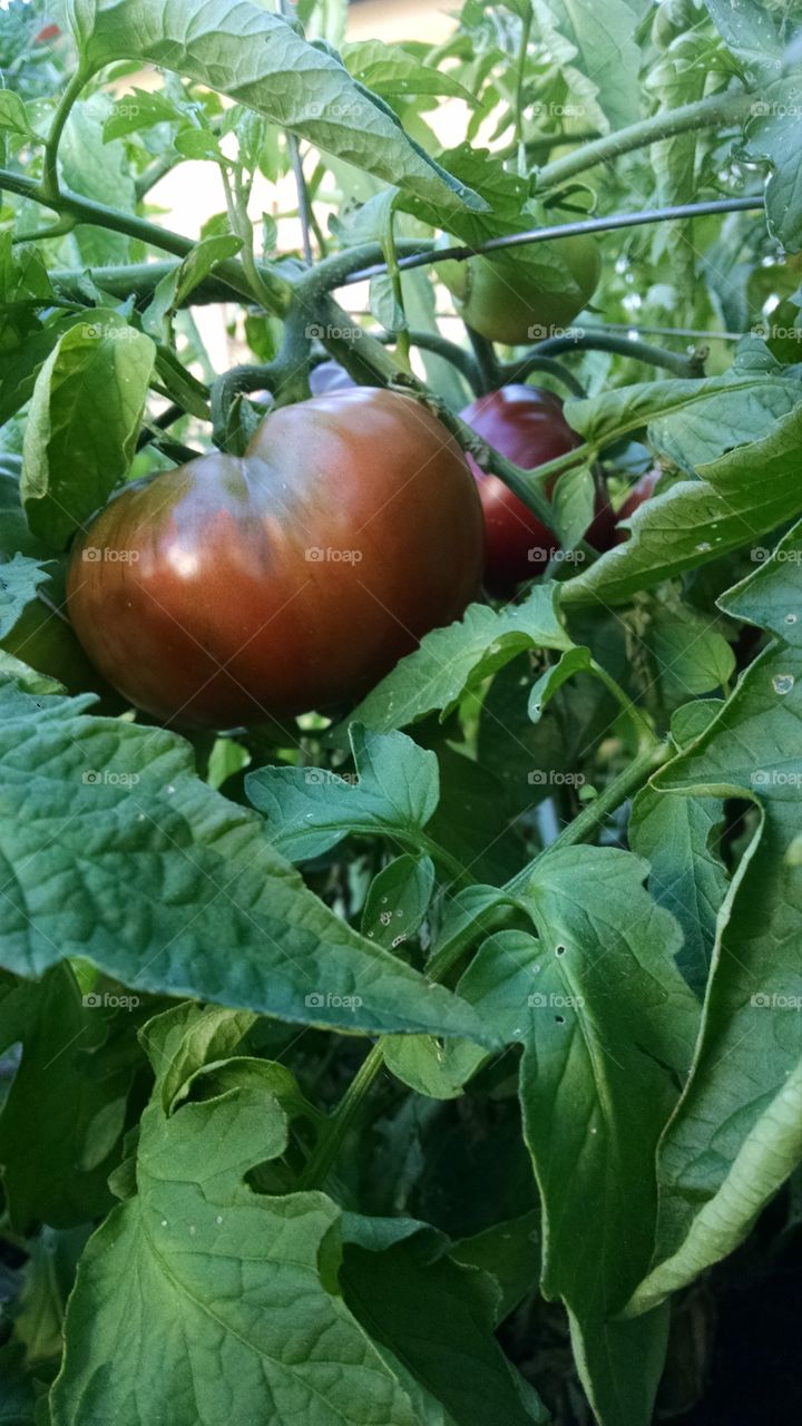 Heirloom tomato. A Cherokee purple tomato on my garden Portland, Oregon.