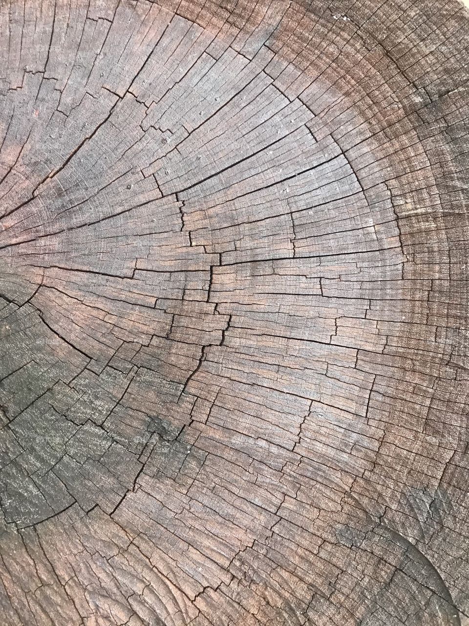 Beautiful texture and pattern of cross section of tree