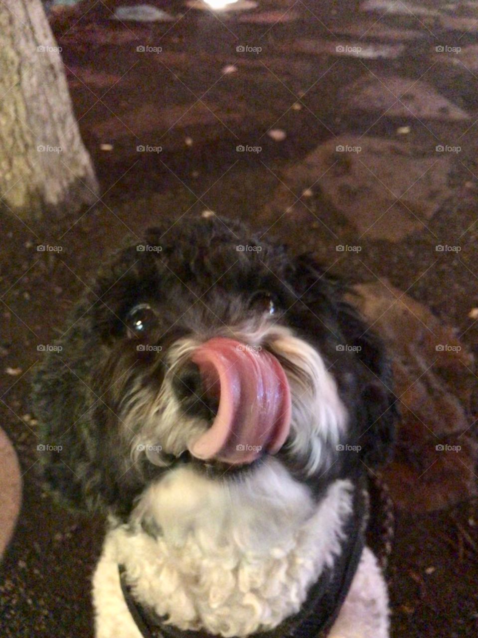 Tongue licking 