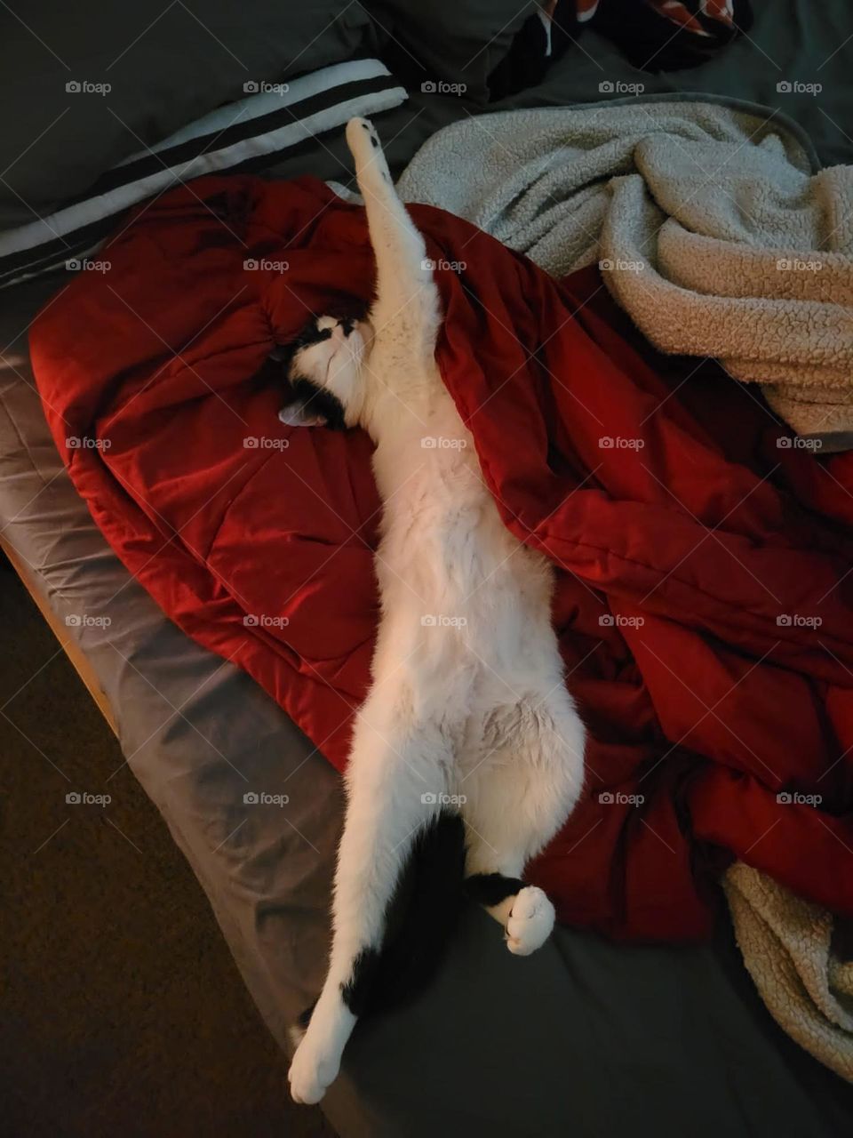 Sirus enjoying a nap