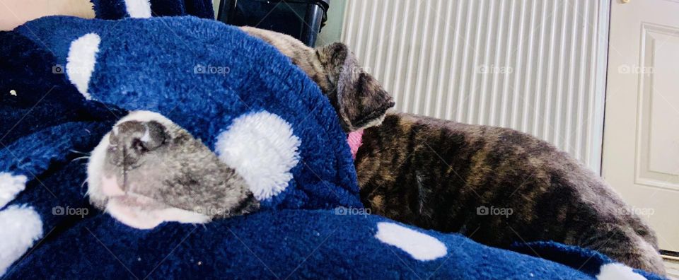 This is our new Staffordshire Bull Terrier called Stella. Stella is now just over 9 weeks old and we have now had Stella 1 week today (18/12/21). She’s the cutest little pupster going! Of course I’m biased! 🥰