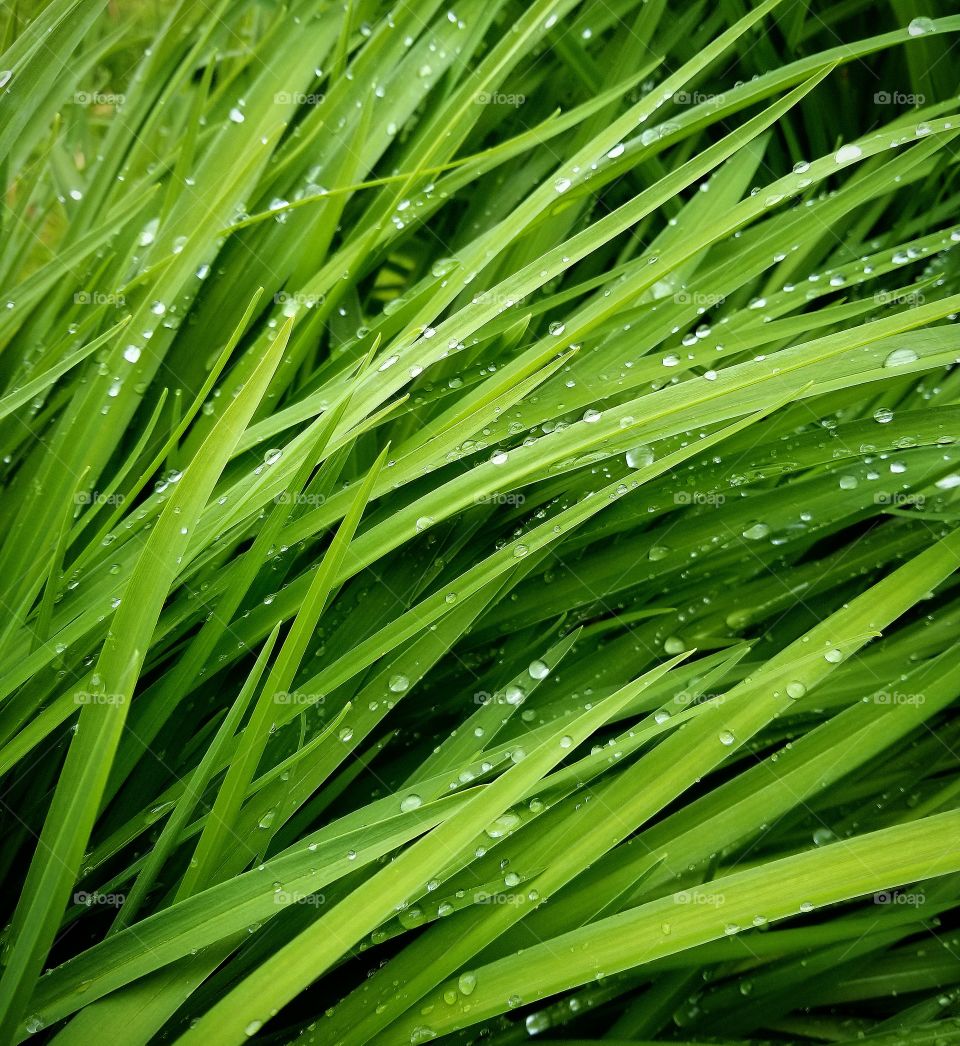 Lush Spring Green