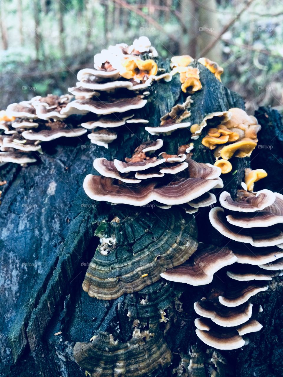 FungUs
