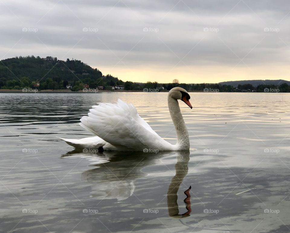 Morning swan