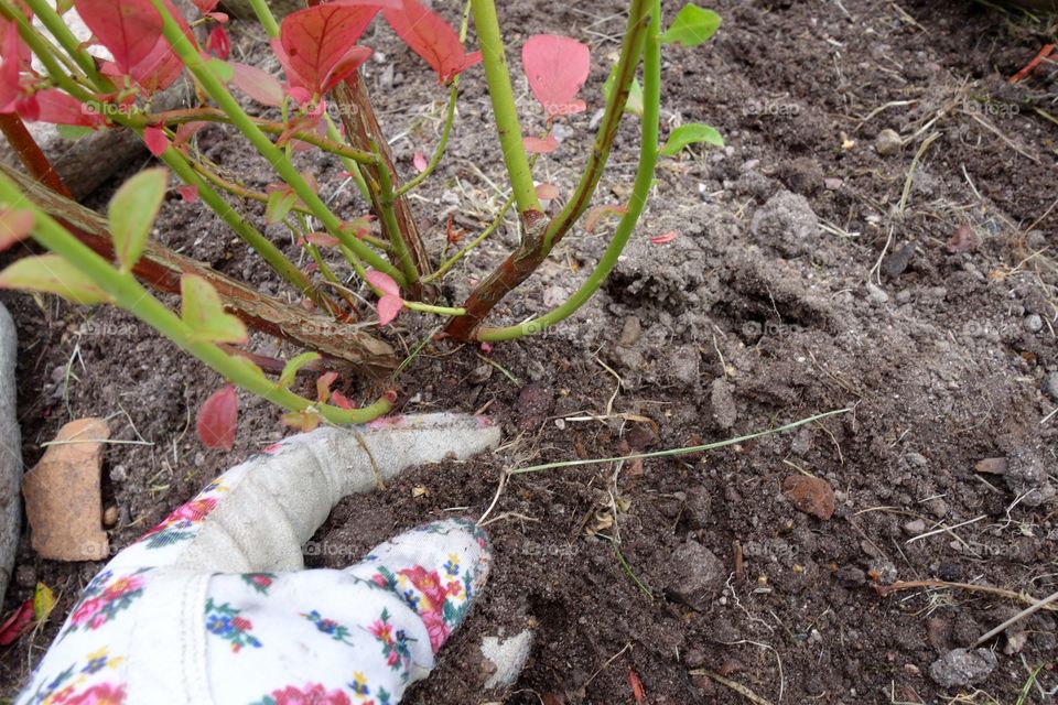 I love blueberries and I have finally planted three bushes in my garden.
I am looking forwards to the harvest😀

