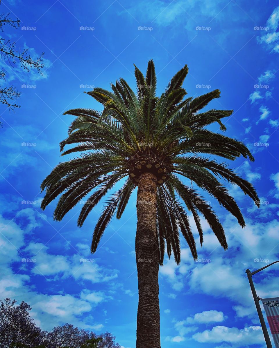 Palmtree