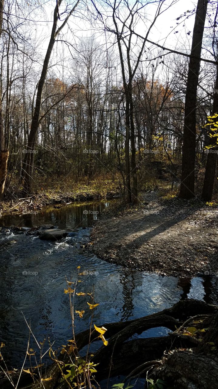 stream in the woods