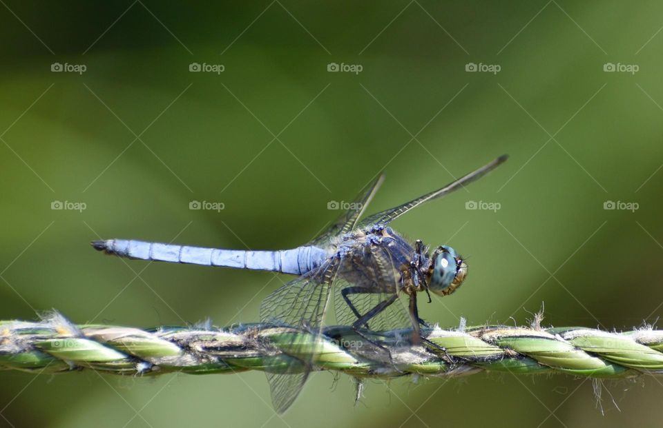 Blue dragonfly sitting on a green rope 