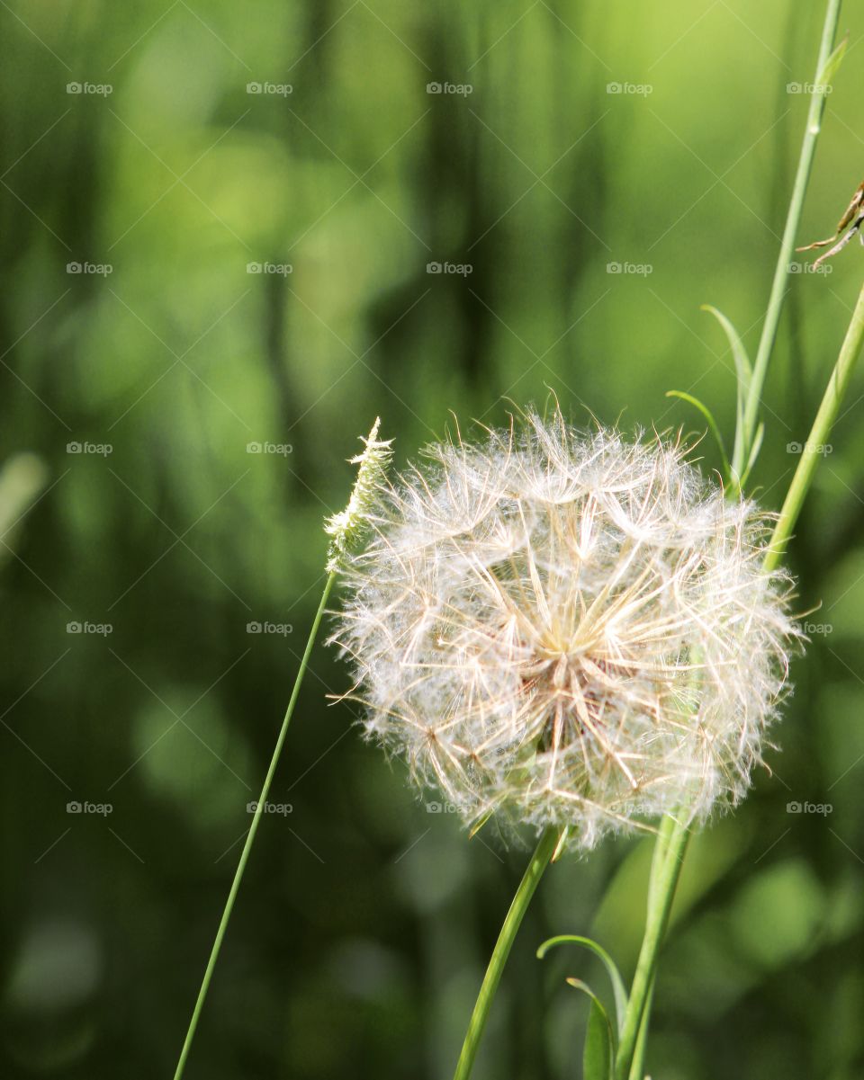 Weeds. Dandelions. Fluffy. Nature.