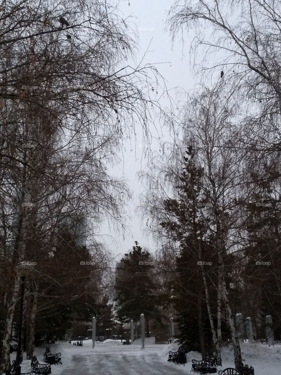 branch. winter. the park. birch. sky.