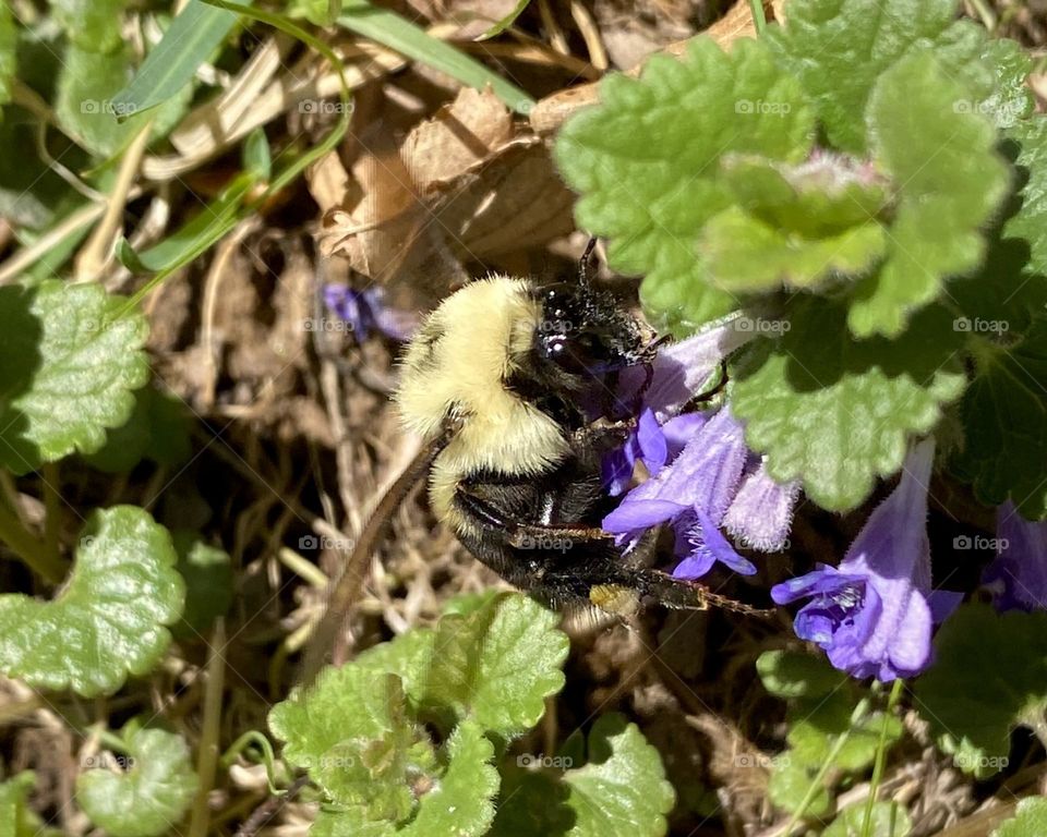 Bumble Bee’s Closeup taken with Mobile Phone