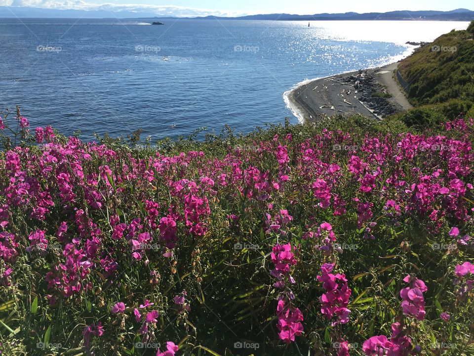 Scenic view of shoreline and blooming flowers