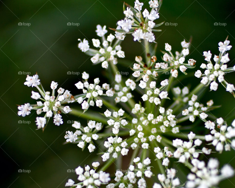 garden nature flower macro by hollyau92