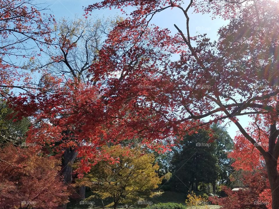 Japanese Gardens at Fort Worth botanical