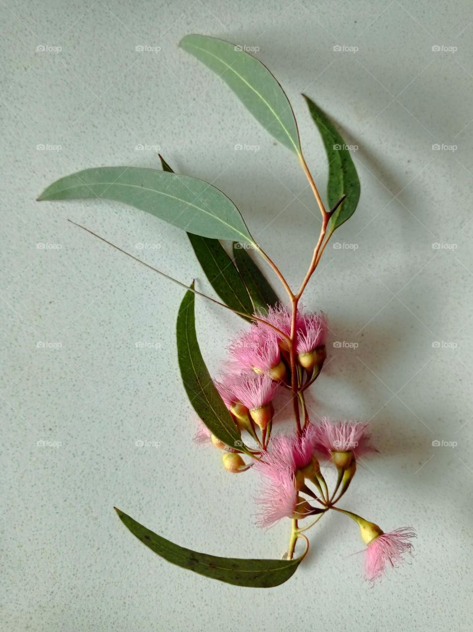 eucalyptus leaves and flower / hojas y flor de eucalipto