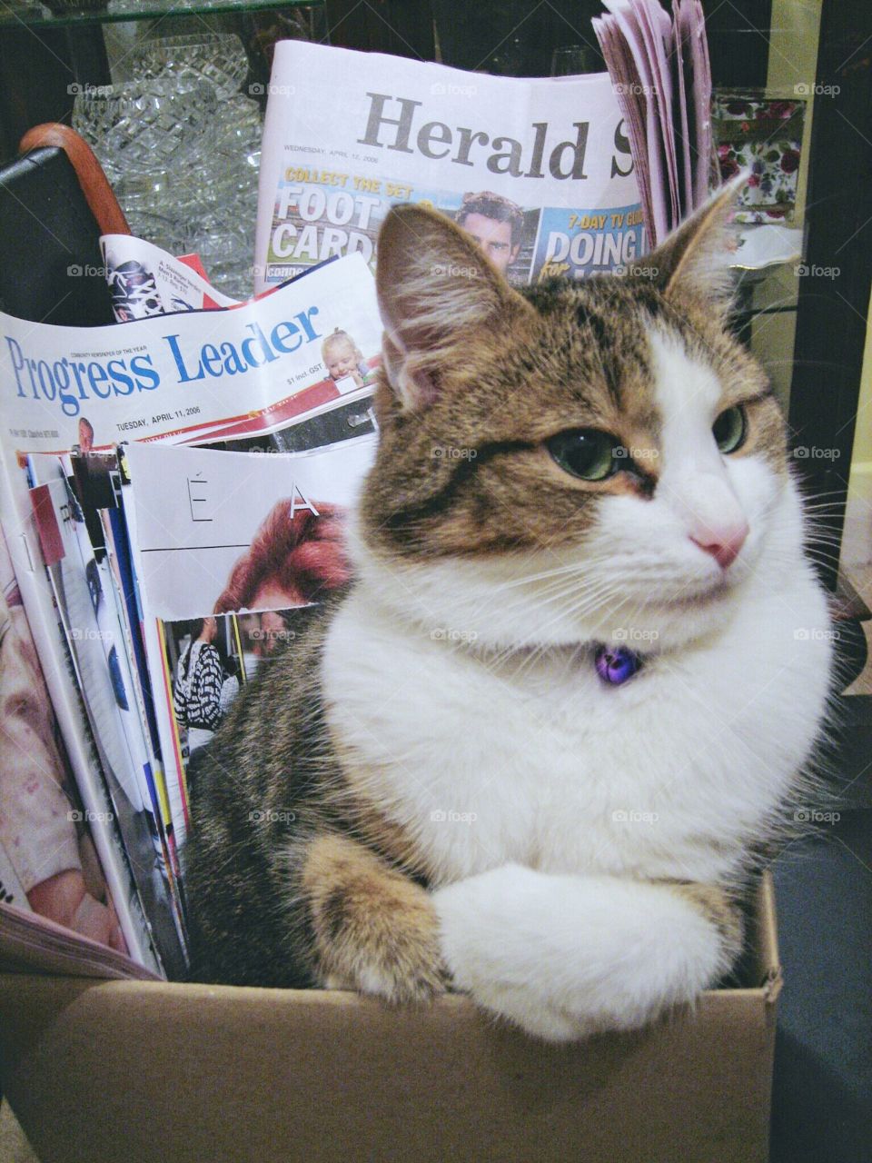 Cat in the carton box