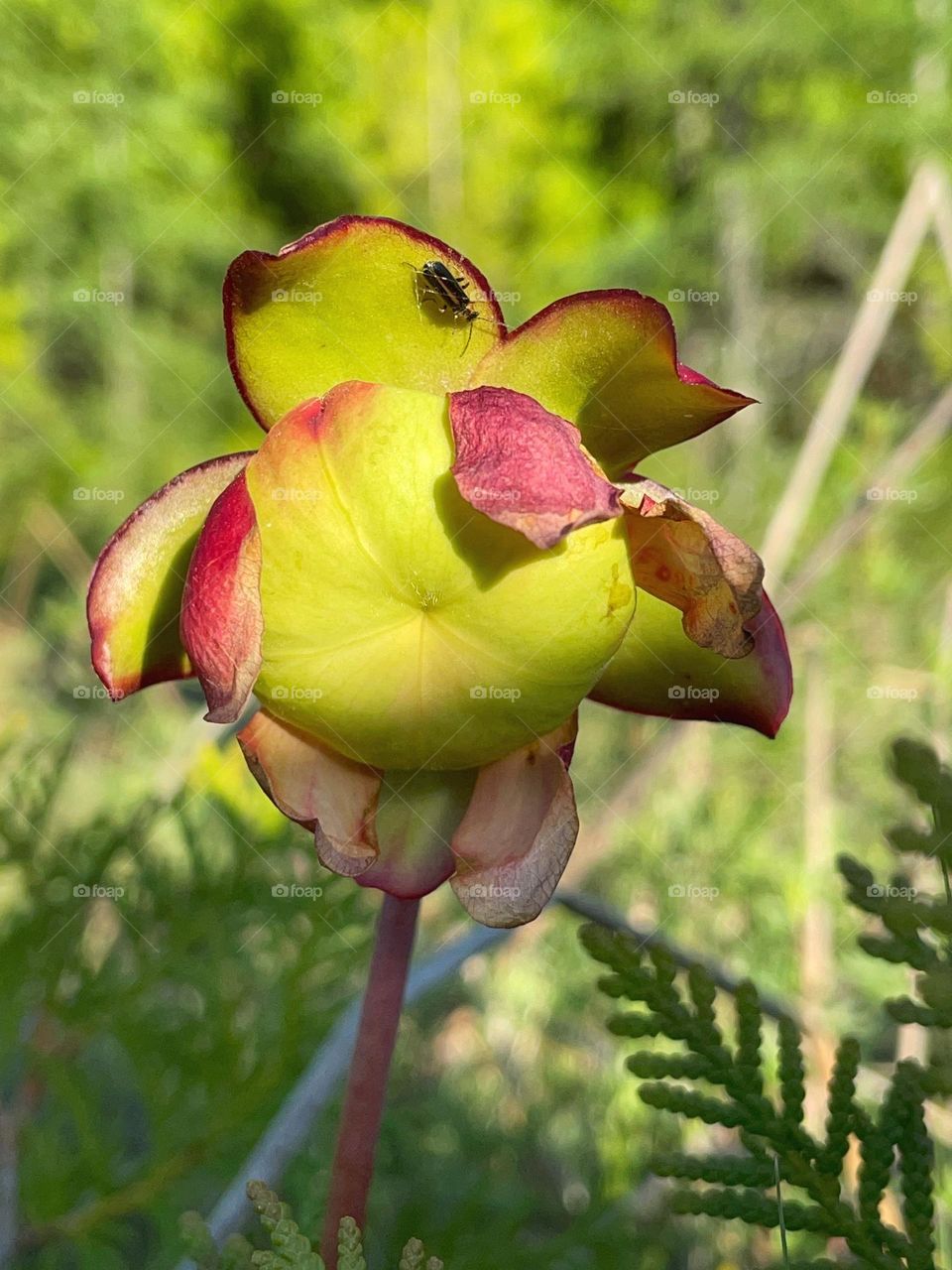 Purple pitcher plant bloom