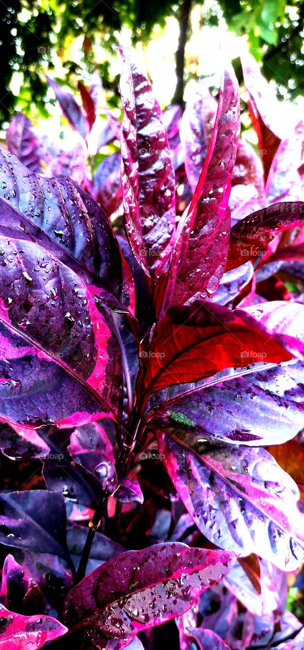 Purple leaves