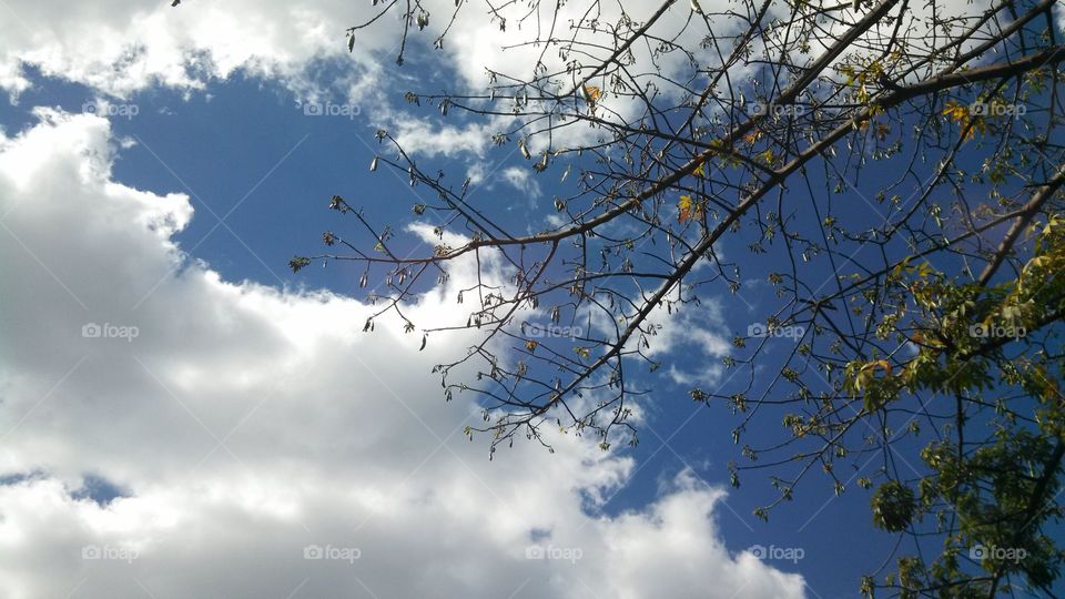 blue skies and cotton tree