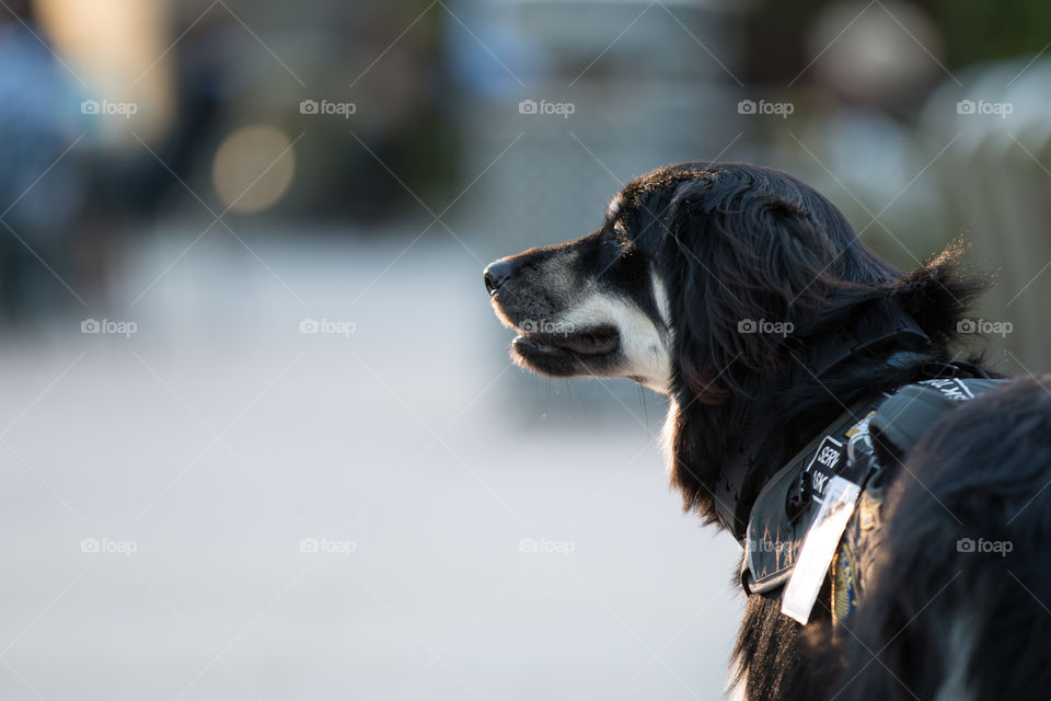 Dog, Portrait, Mammal, Pet, One