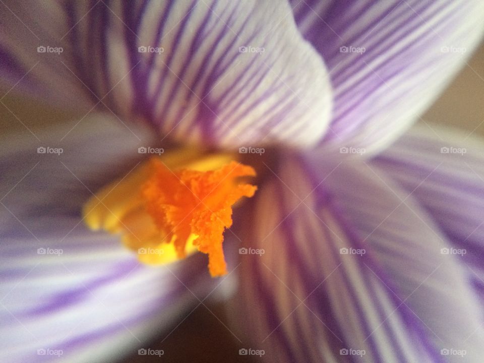 Pollen from first spring flower