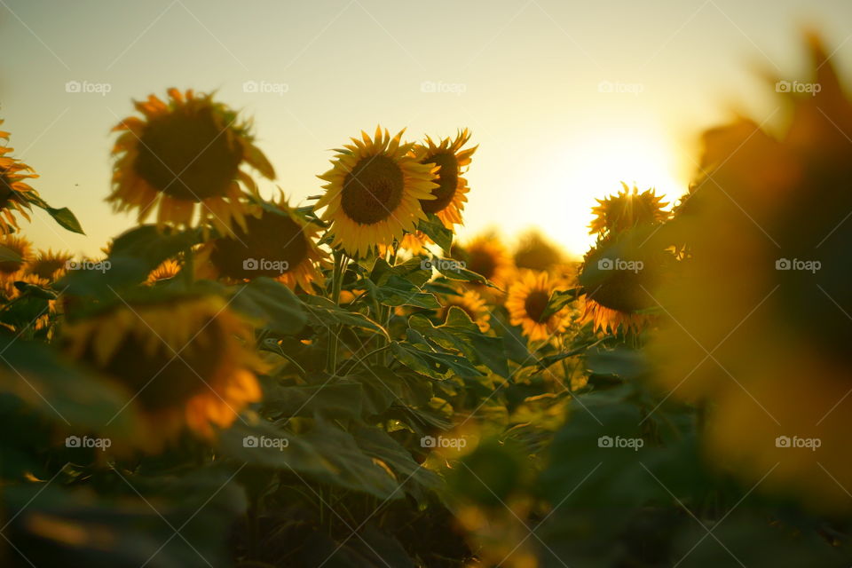 sunset sunflower field