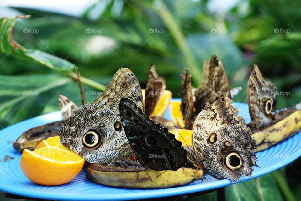 Owl butterflies and a Blue Morpho butterfly snacking on some fruit