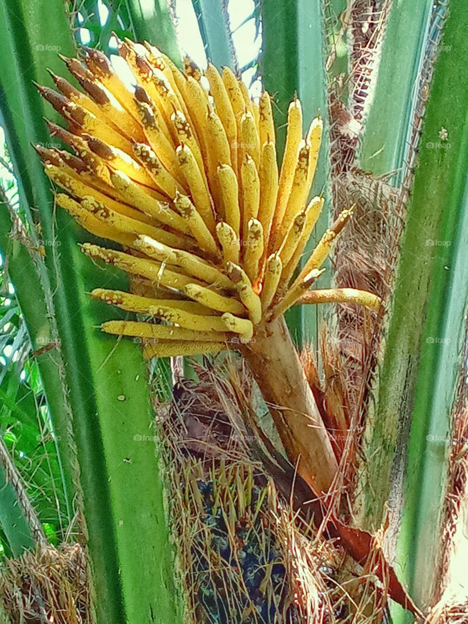 oil palm male flowers