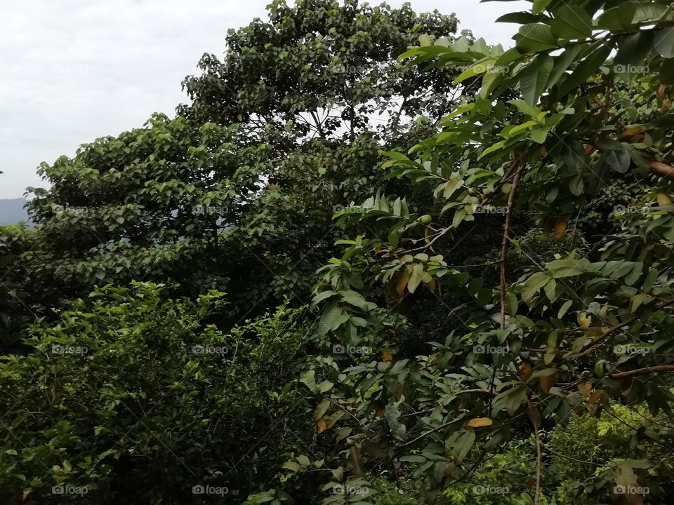 greenary in the Hill Country