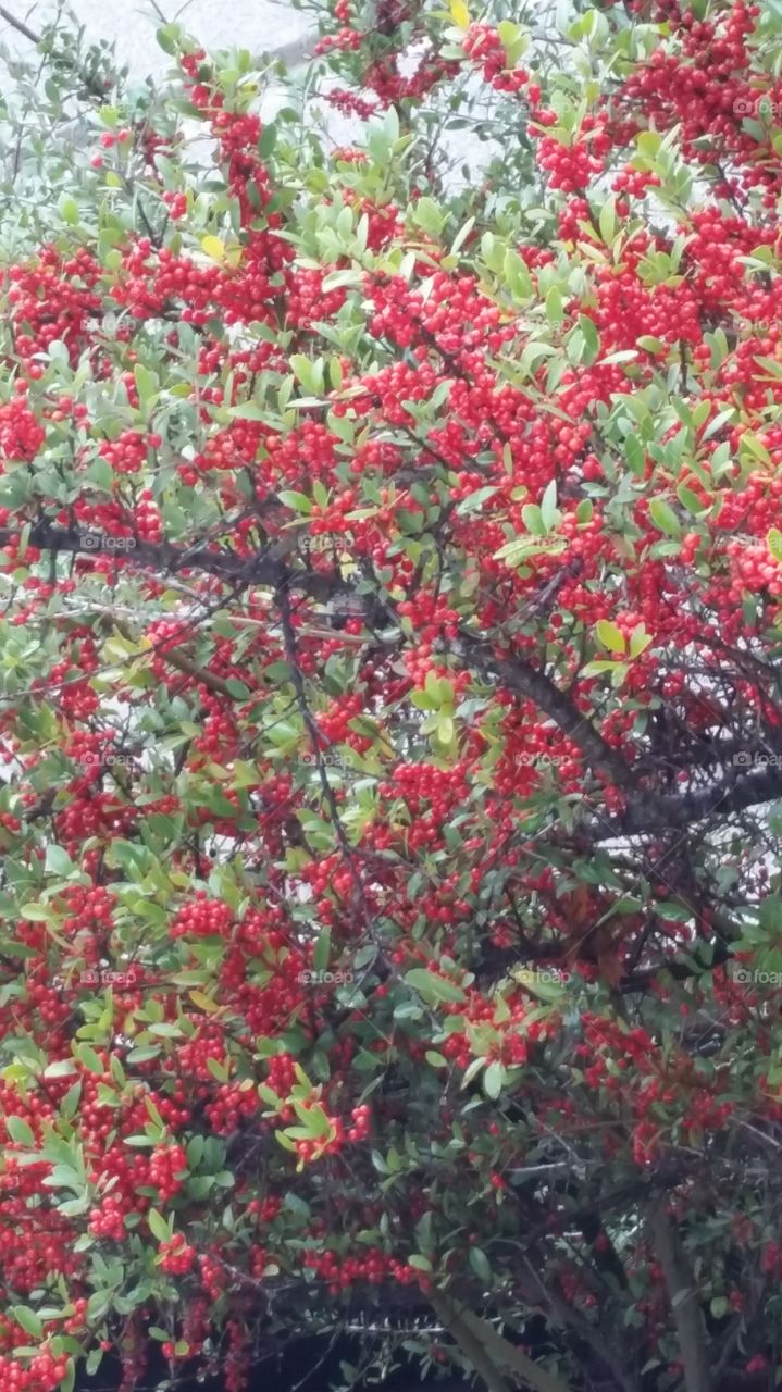clusters of red berries