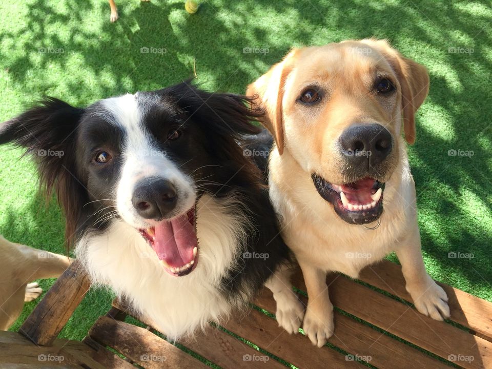 Border Collie and Labrador