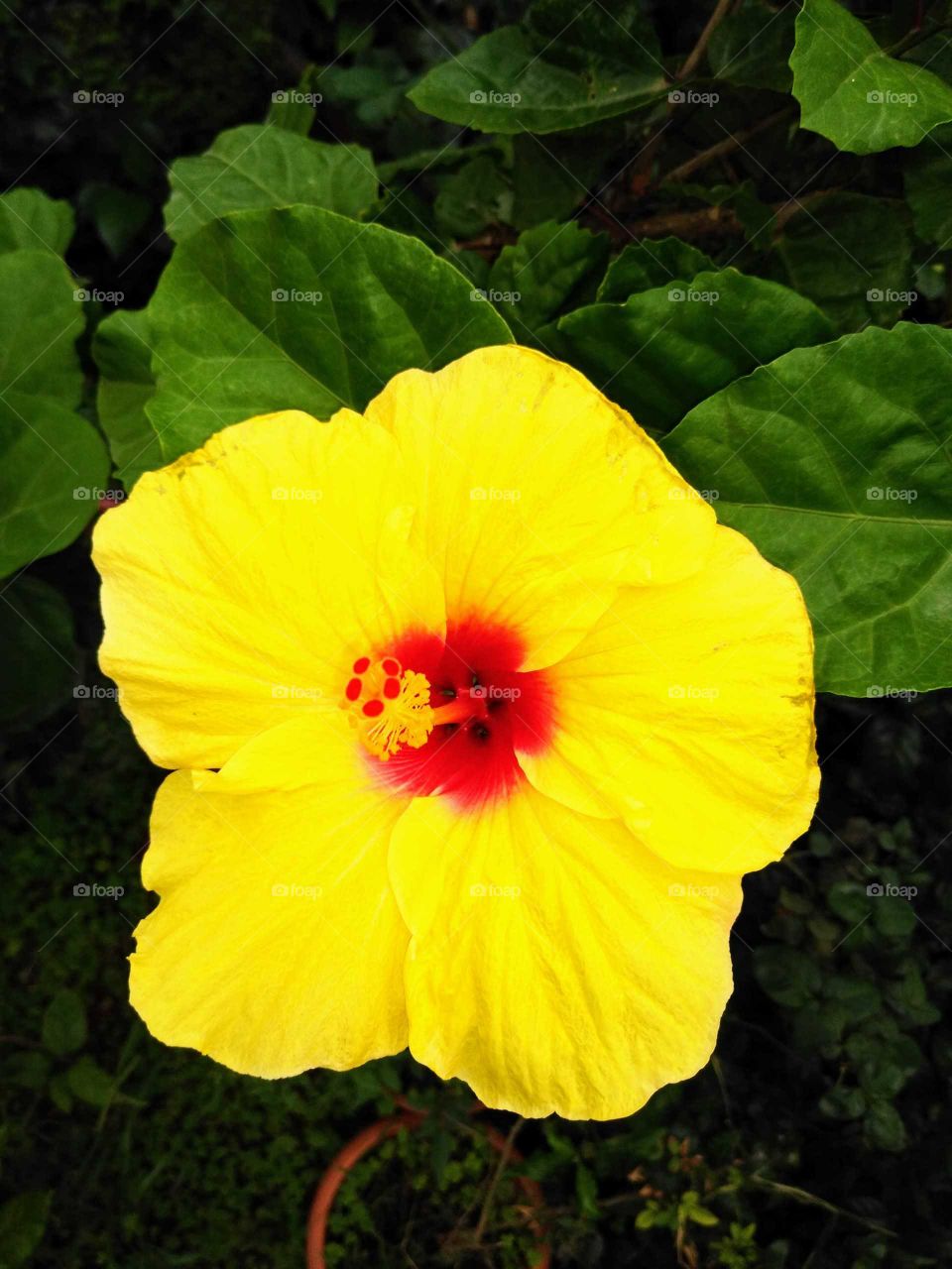 a beautiful bright yellow hibiscus flower
