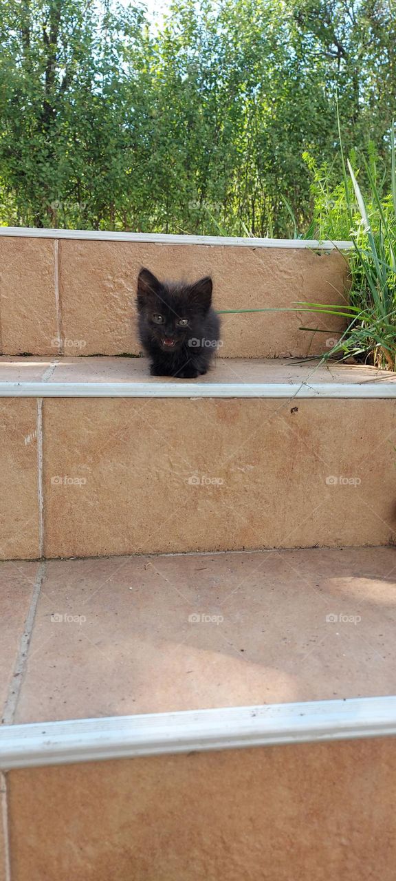 i'm such a little cat