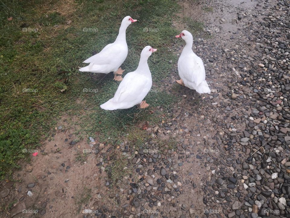 The ducks