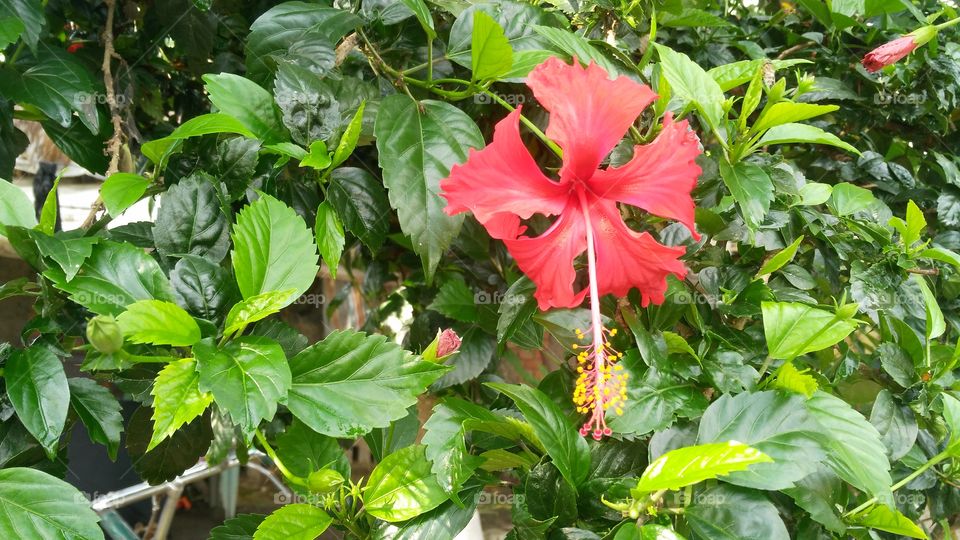 Flowering plant in the garden