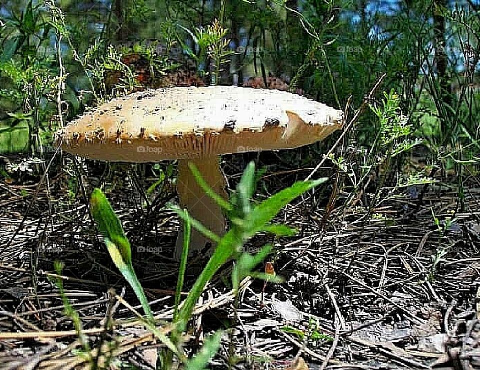 Mushroom