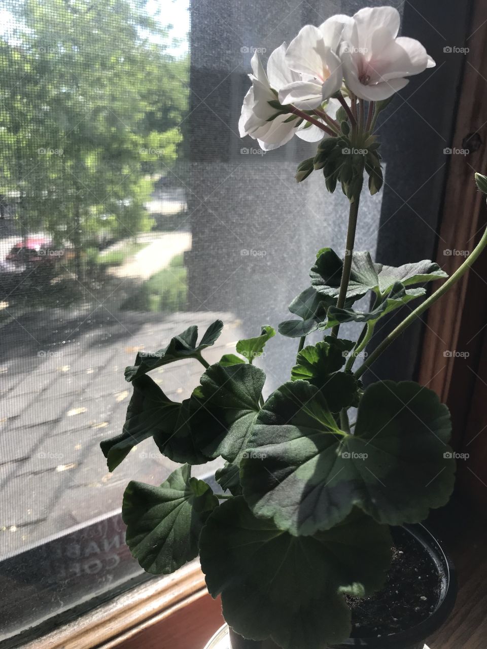 Summer flowers on the windowsill. 