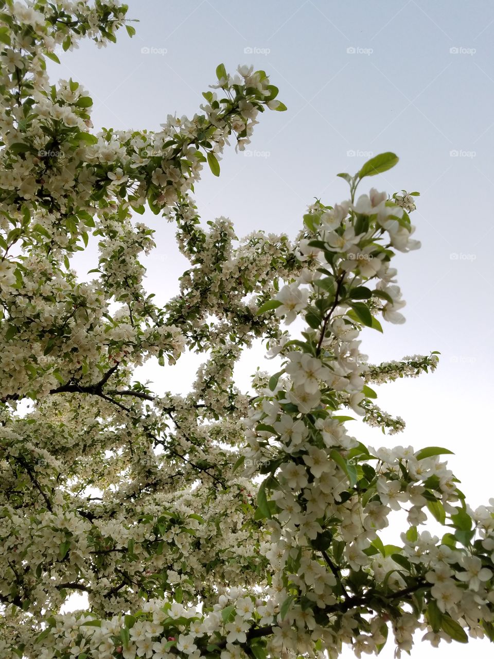 Flowering Tree