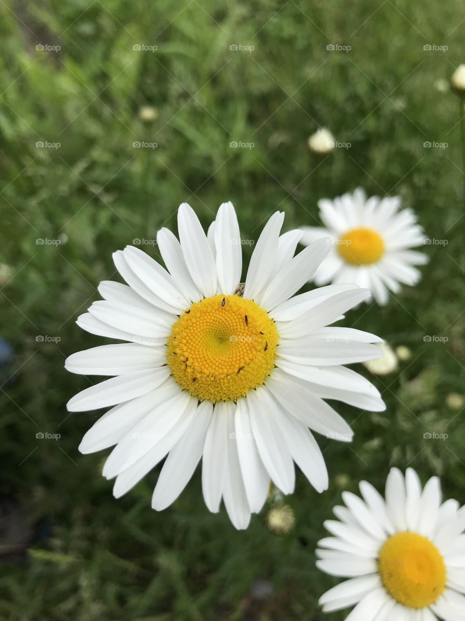 Daisy with little bugs